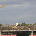 16_00-mast.jpg