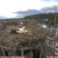 16_00-nest.jpg
