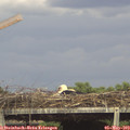16_05-mast.jpg