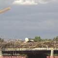 16_10-mast.jpg