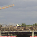 16_15-mast.jpg