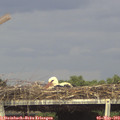 16_20-mast.jpg