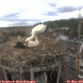 16_25-nest.jpg