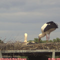 16_30-mast.jpg