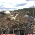 16_30-nest.jpg