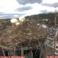 16_35-nest.jpg