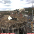 16_40-nest.jpg