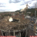 16_45-nest.jpg
