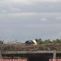 16_50-mast.jpg