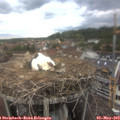 16_50-nest.jpg