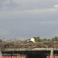 16_55-mast.jpg