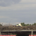 17_00-mast.jpg