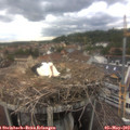 17_00-nest.jpg