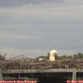 17_05-mast.jpg