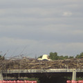 17_15-mast.jpg