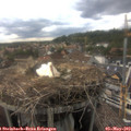 17_15-nest.jpg