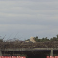 17_20-mast.jpg