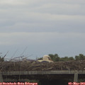 17_25-mast.jpg