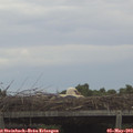 17_30-mast.jpg