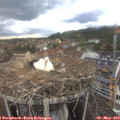 17_30-nest.jpg