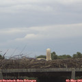 17_35-mast.jpg