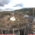 17_35-nest.jpg