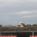 17_40-mast.jpg
