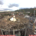 17_40-nest.jpg