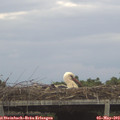 17_45-mast.jpg