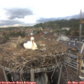 17_45-nest.jpg