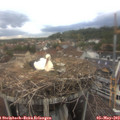 17_50-nest.jpg
