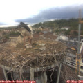 18_00-nest.jpg