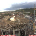 18_05-nest.jpg
