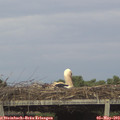 18_10-mast.jpg