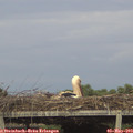 18_15-mast.jpg