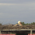 18_20-mast.jpg
