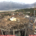 18_20-nest.jpg