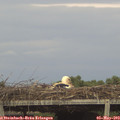 18_25-mast.jpg