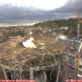 18_25-nest.jpg