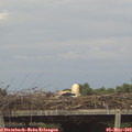 18_30-mast.jpg