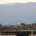 18_40-mast.jpg