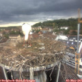 18_45-nest.jpg