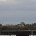 19_00-mast.jpg