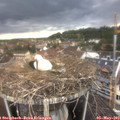 19_00-nest.jpg