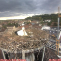 19_05-nest.jpg