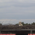 19_10-mast.jpg