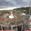19_10-nest.jpg