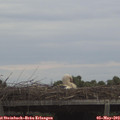 19_15-mast.jpg