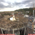 19_20-nest.jpg