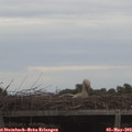 19_25-mast.jpg
